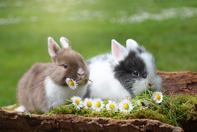dva králíčci
